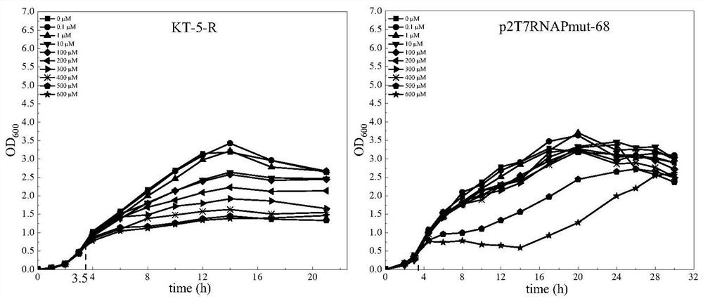 Construction method for circuit amplification of cadmium ion whole-cell biosensor