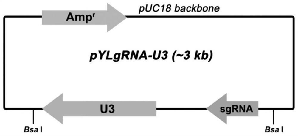 Protein palmitoyl transferase DHHC16 and application thereof in improving salt tolerance of rice