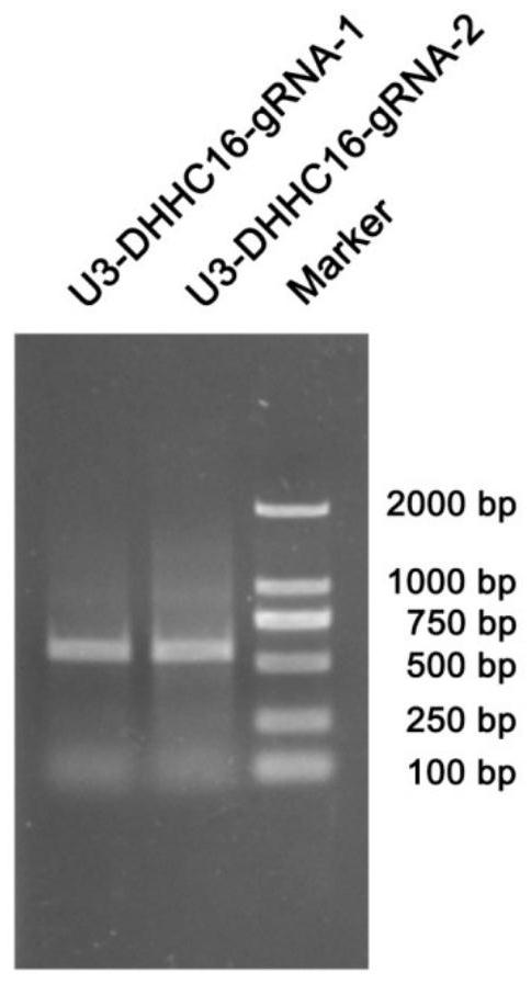 Protein palmitoyl transferase DHHC16 and application thereof in improving salt tolerance of rice