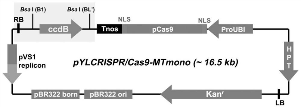 Protein palmitoyl transferase DHHC16 and application thereof in improving salt tolerance of rice