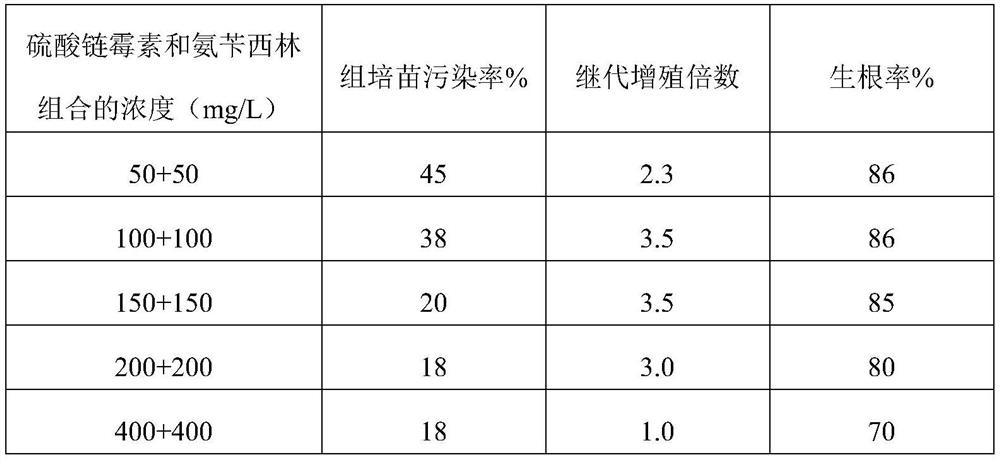 Method, cultivation method and application of removing endophytic bacteria in sagittarius cultivating process