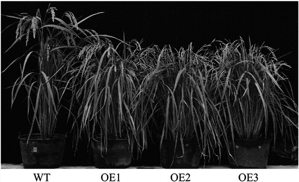 A gene OsHT1 controlling rice tillering and applications thereof