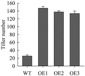 A gene OsHT1 controlling rice tillering and applications thereof