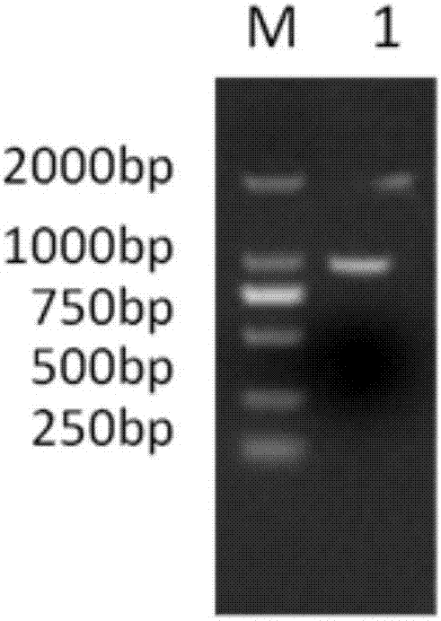 Recombinant bacteria obtained from Brucella abortus 104-M vaccine strain with Omp25 gene knockout and application