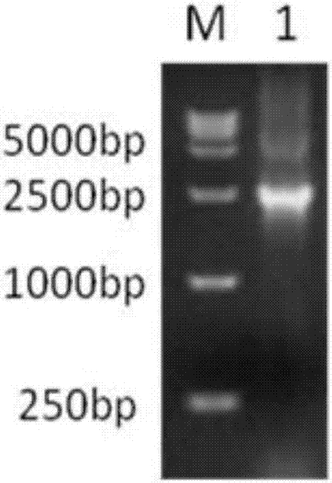Recombinant bacteria obtained from Brucella abortus 104-M vaccine strain with Omp25 gene knockout and application
