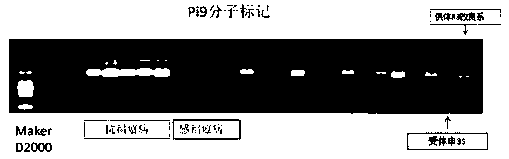 Backcross breeding method for improving resistance of two-line sterile line to drought, rice blast and rice planthopper