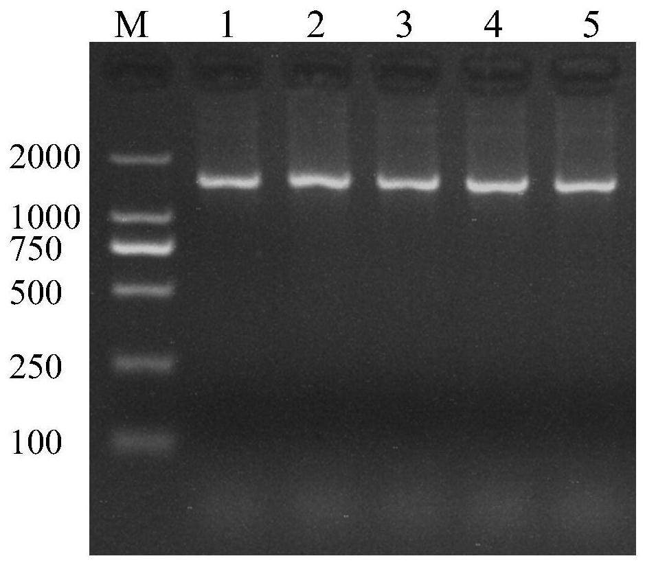 M6A'reader 'YTHDF2 gene modification method and application thereof