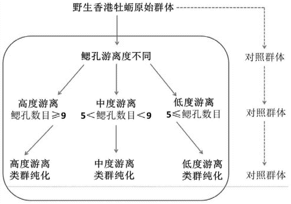 Method of producing seeds of Crassostrea hongkongensis by using gill aperture freeness as marker