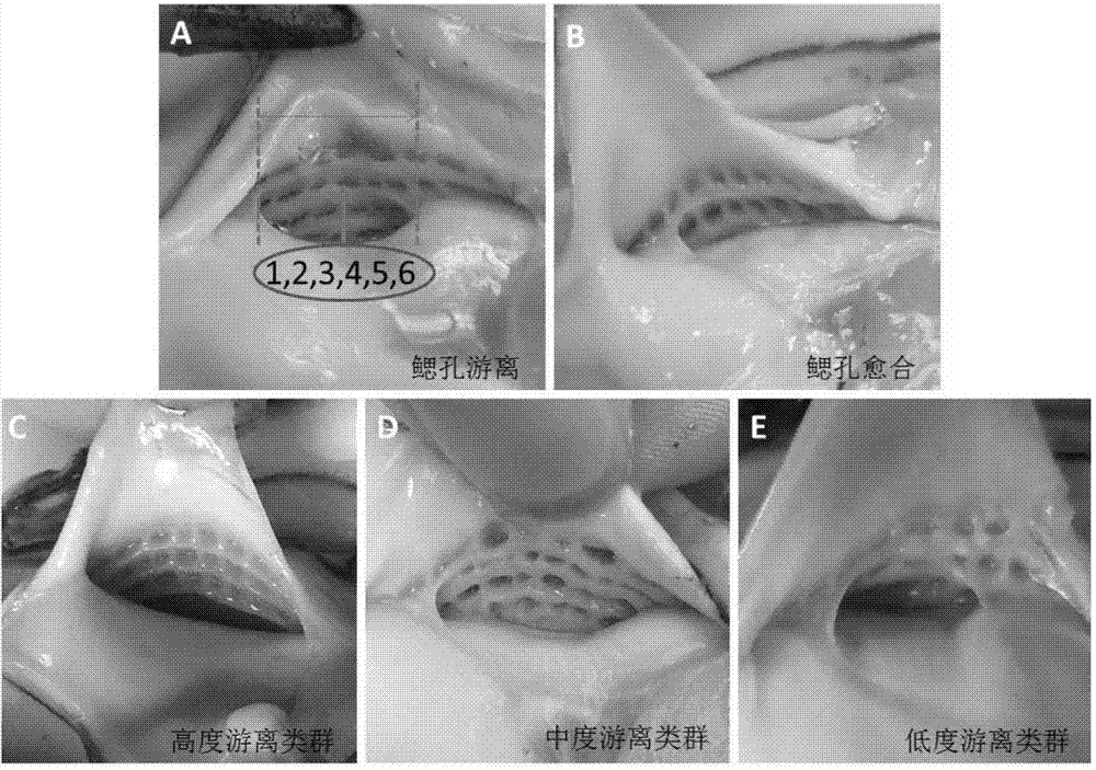 Method of producing seeds of Crassostrea hongkongensis by using gill aperture freeness as marker