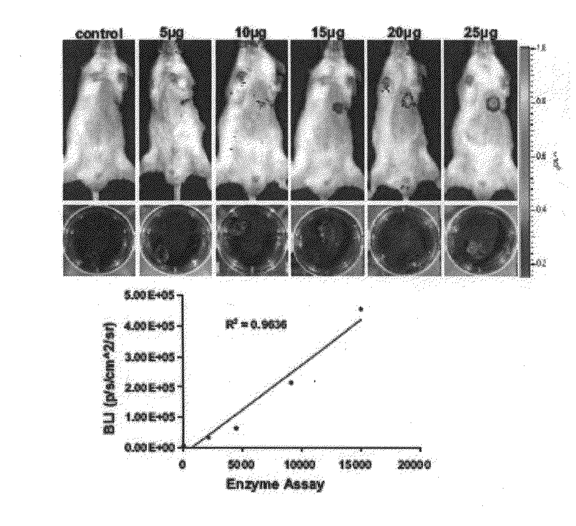 Use on Minicircle vectors for cardiac gene therapy