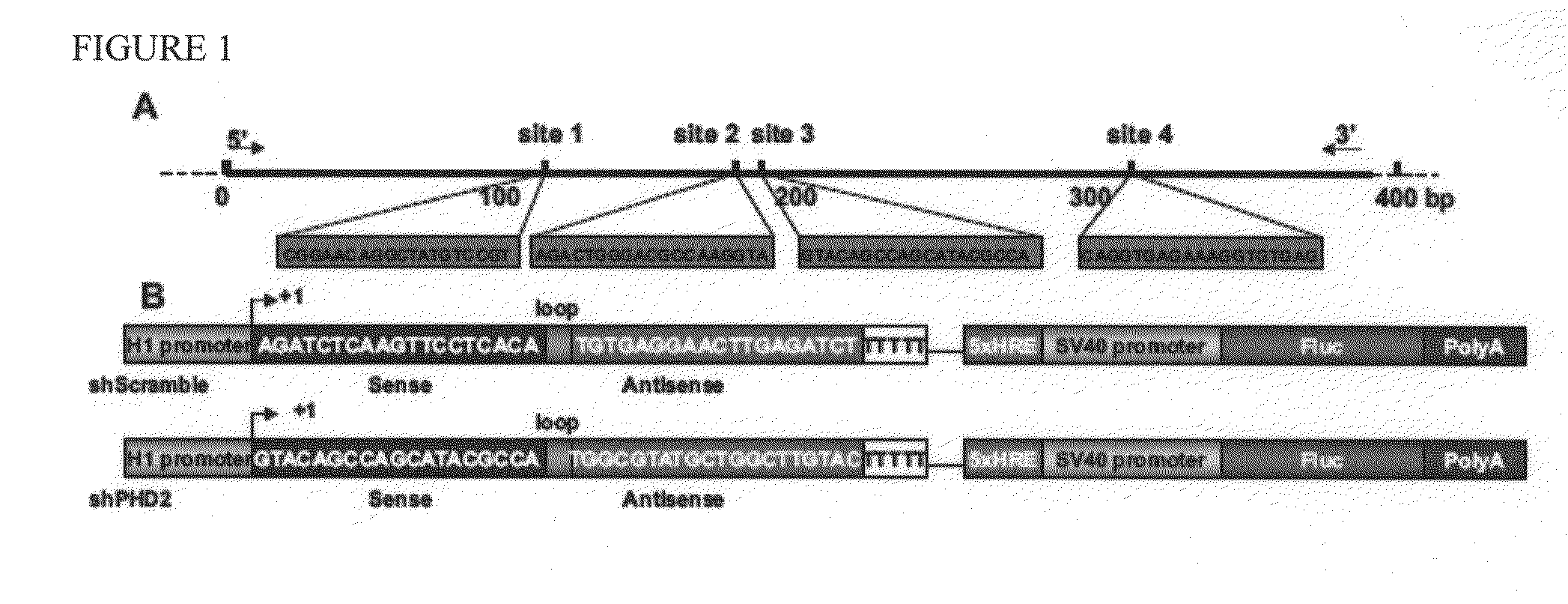 Use on Minicircle vectors for cardiac gene therapy