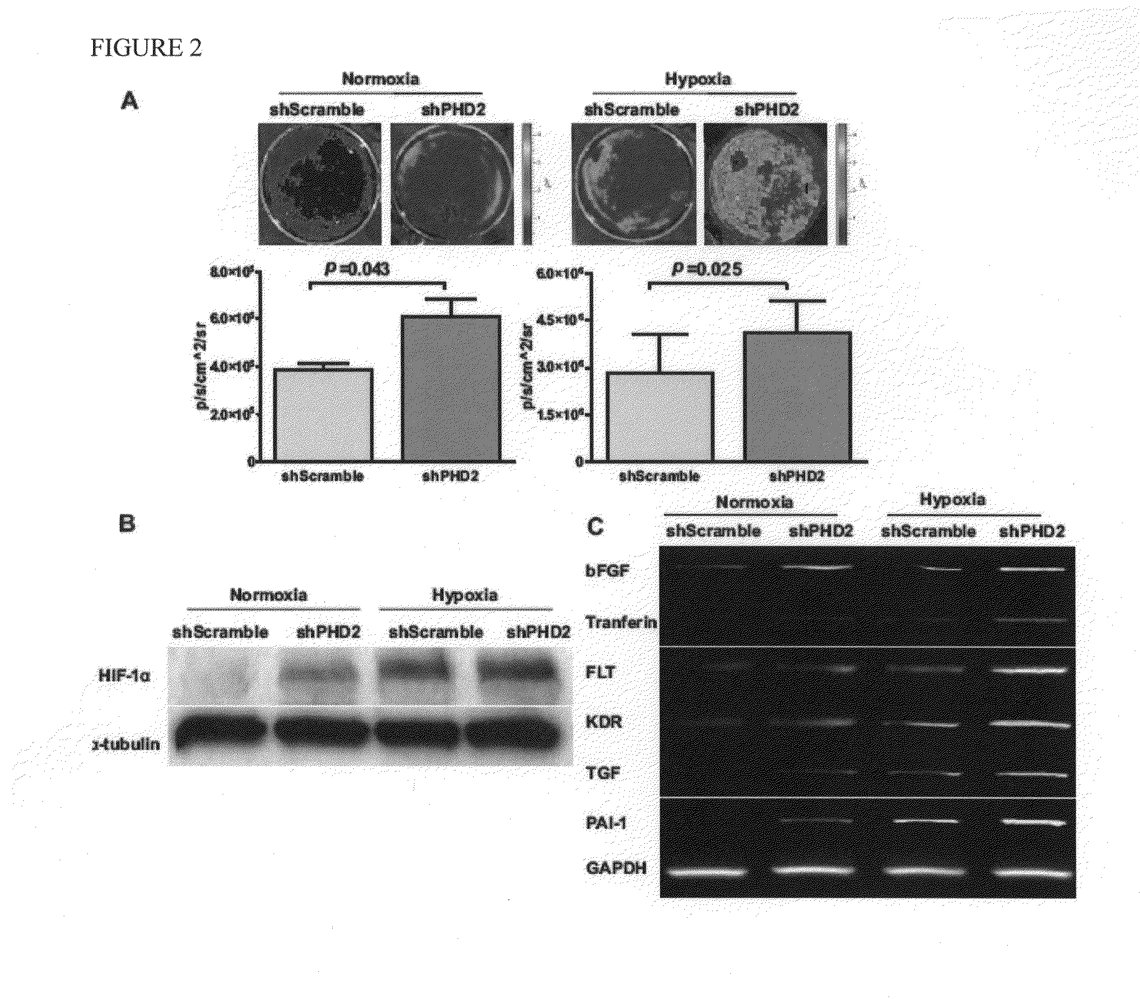 Use on Minicircle vectors for cardiac gene therapy