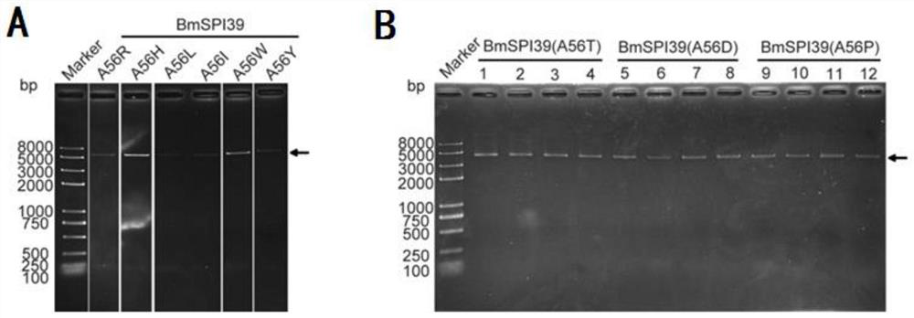 BmSPI39 mutant and application thereof