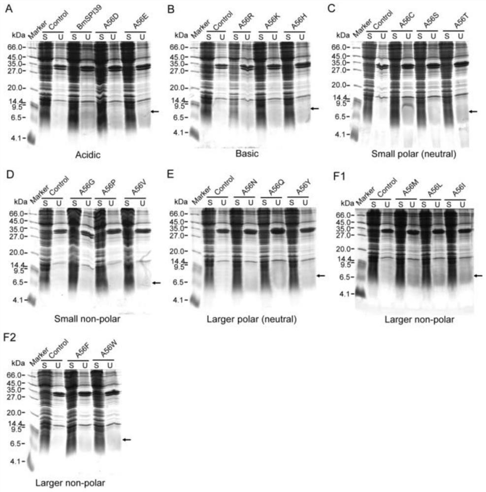 BmSPI39 mutant and application thereof