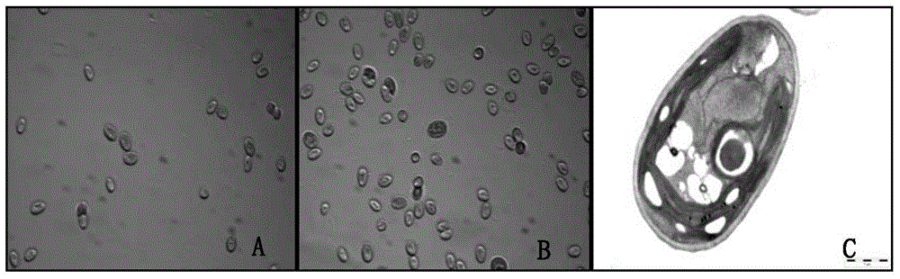 A high-yield oil lotus garden green coccus and its application