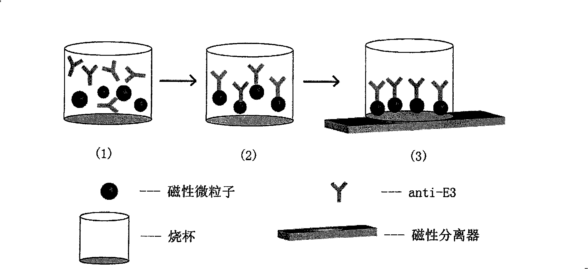 Immune analysis method for determining estriol content