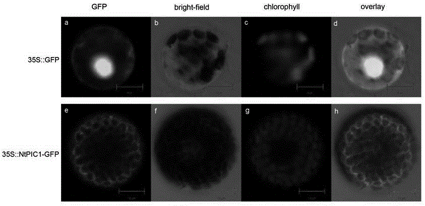 A kind of chloroplast iron transport gene ntpic1 and its application