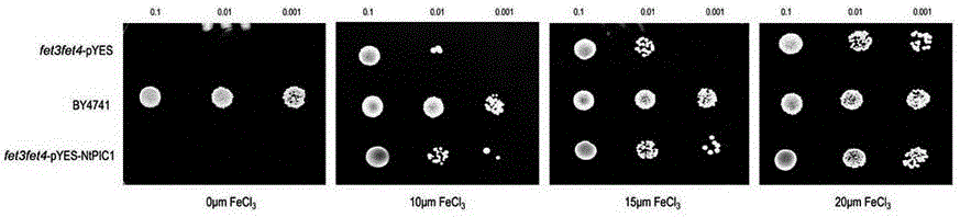 A kind of chloroplast iron transport gene ntpic1 and its application