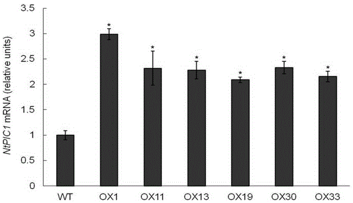 A kind of chloroplast iron transport gene ntpic1 and its application