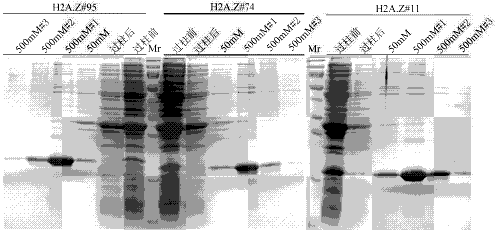 Nanometer antibody, encoding sequence and application of H2A.Z variant