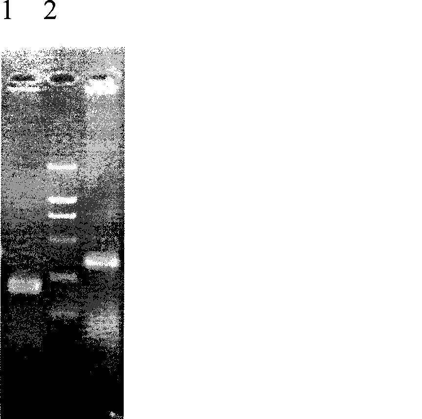 Paulownia UDP-glucose pyrophosphorylase gene and use thereof