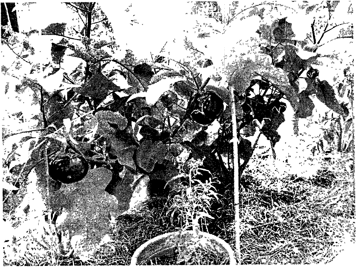 Medlar, hot pepper and eggplant grafting hybridization method