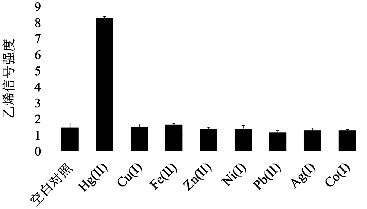 Nucleic acid protein complex allosteric microbial whole-cell gas sensor used for heavy metal detection