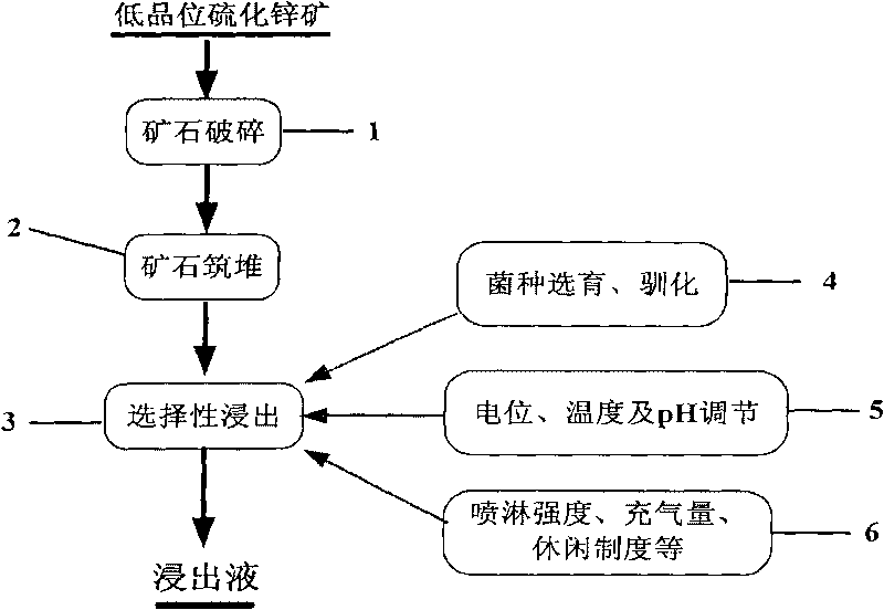 Ore leaching bacteria and selectivity organism extraction process of low grade zinc sulfide ore