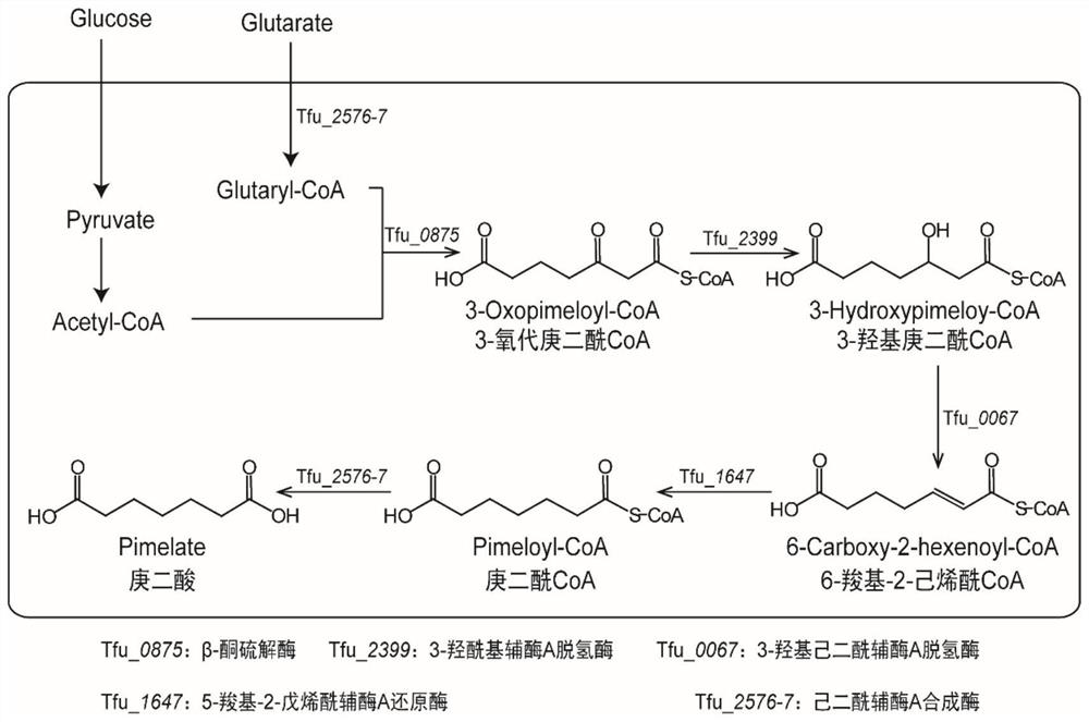 Full-biosynthesis method of pimelic acid
