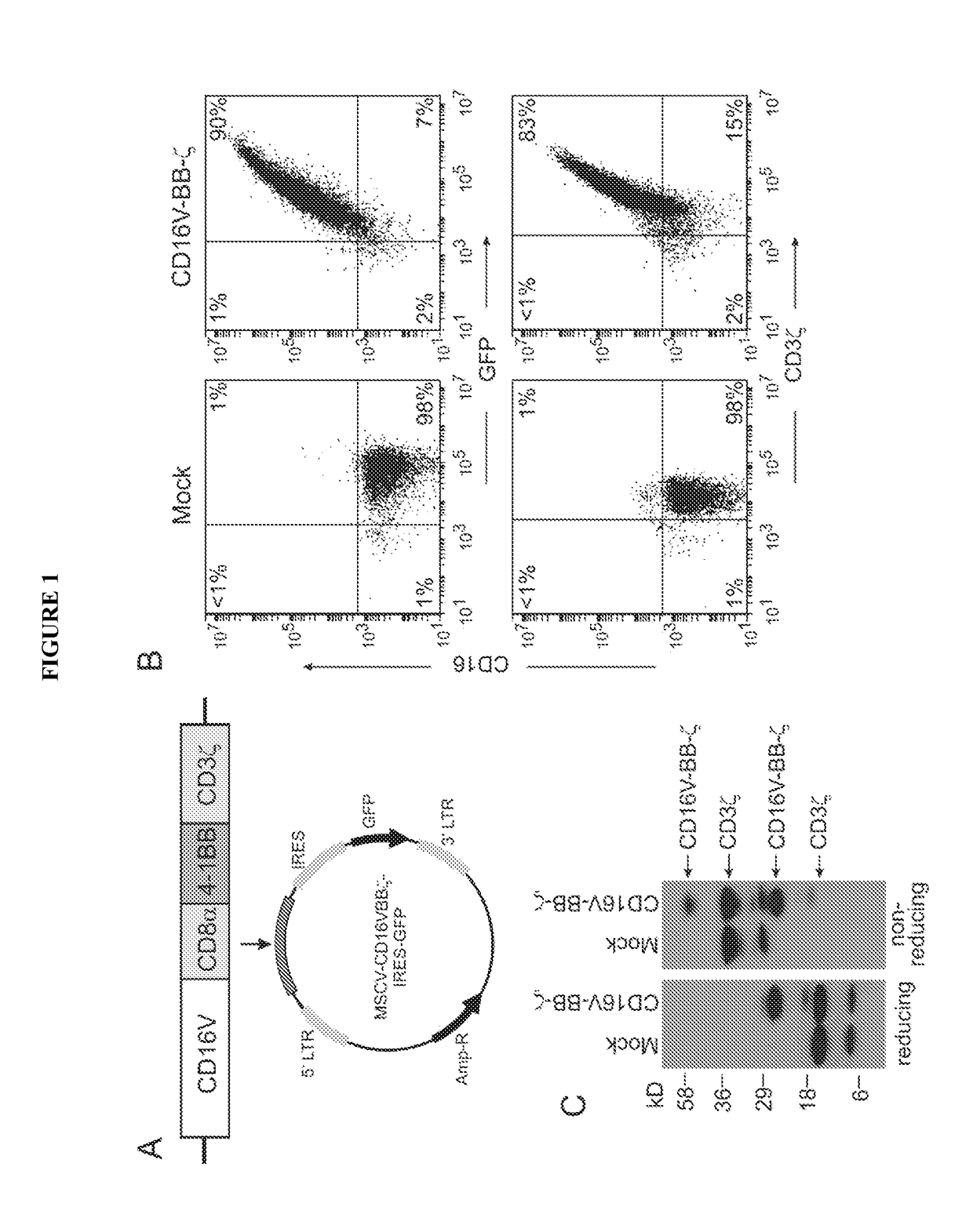 Chimeric receptors and uses thereof in immune therapy