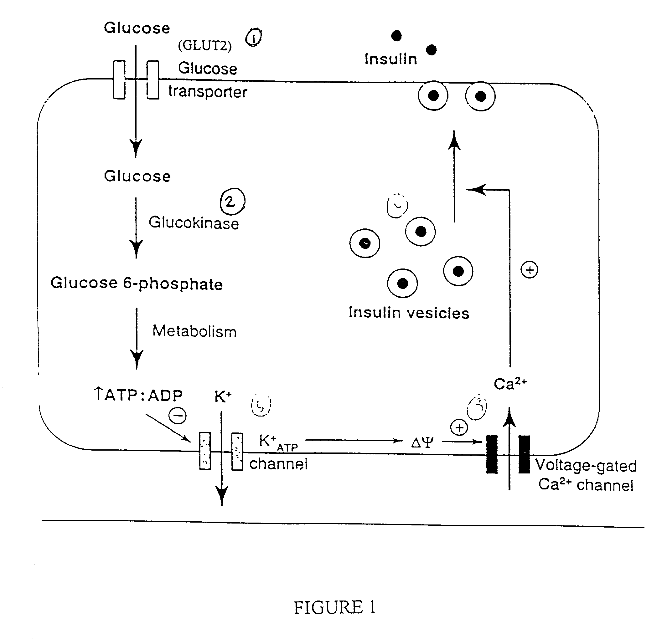 Immunologically privileged cells and uses thereof