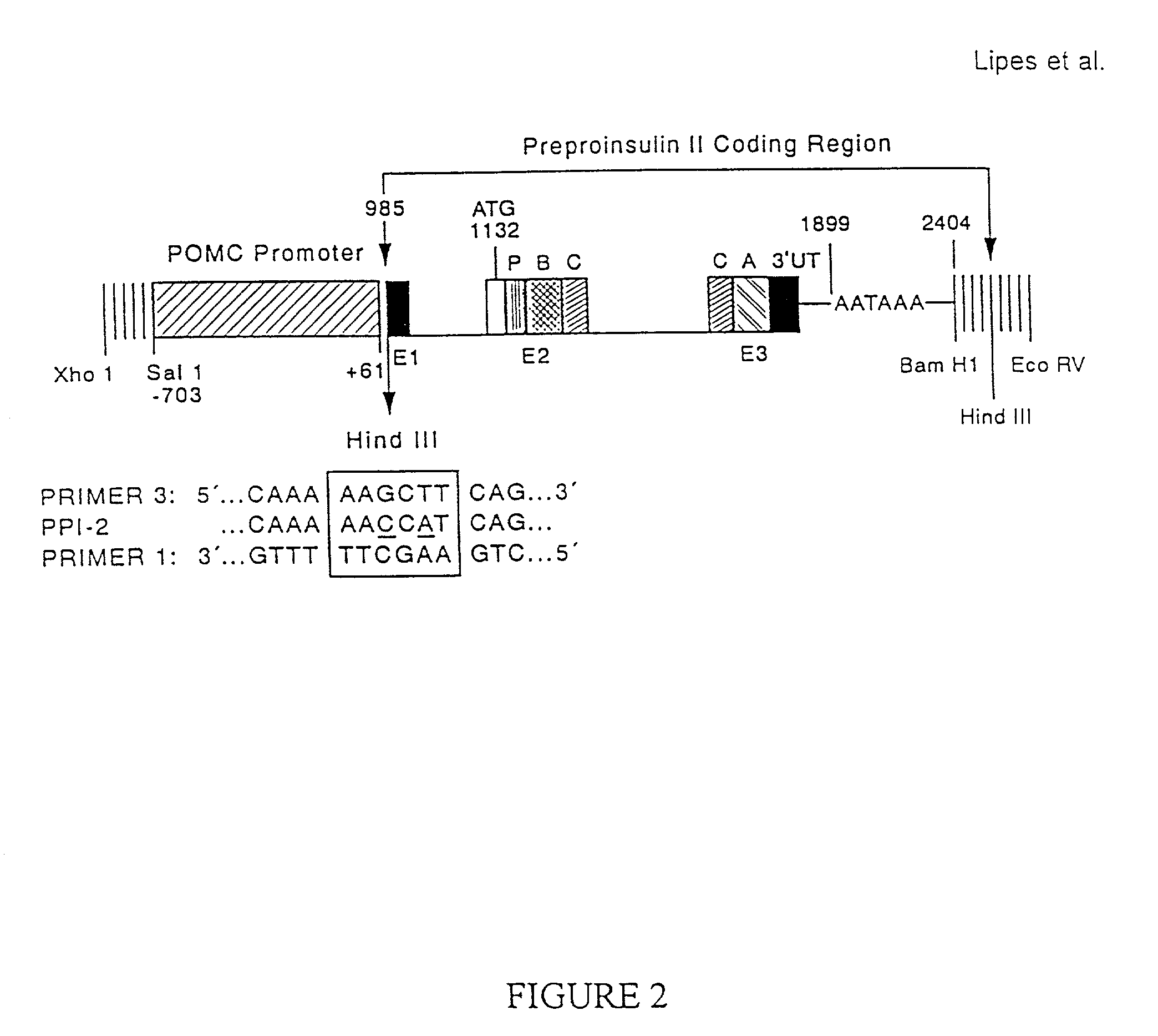 Immunologically privileged cells and uses thereof