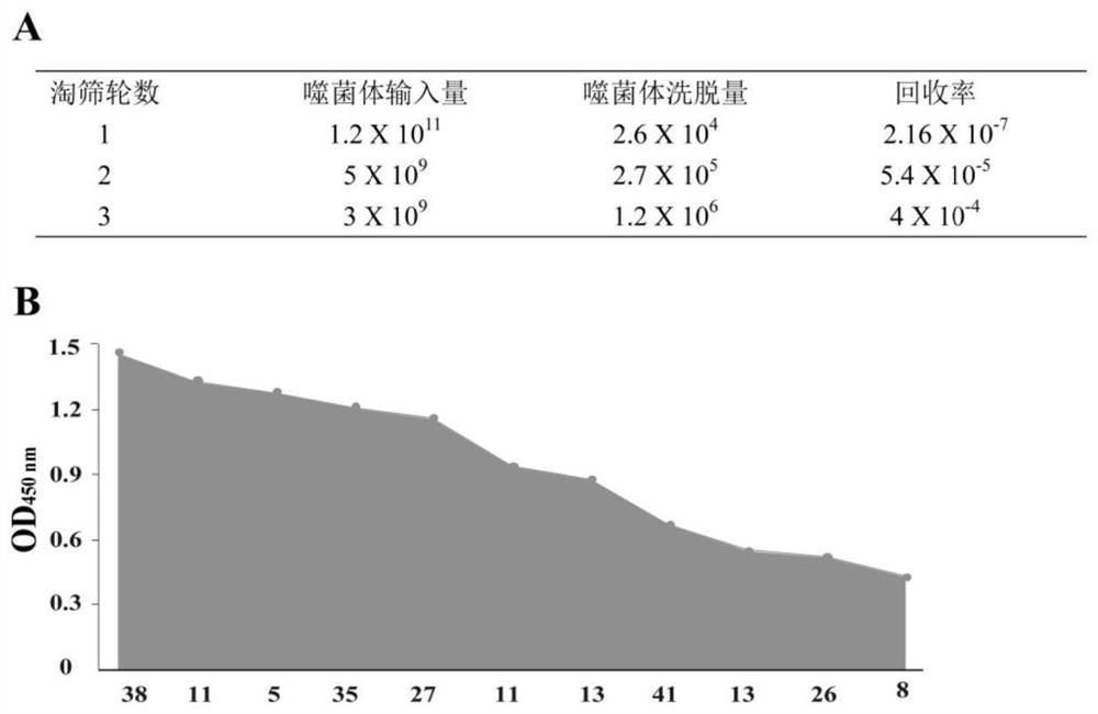 Shark single-domain antibody targeting new coronavirus N protein as well as preparation method and application of shark single-domain antibody