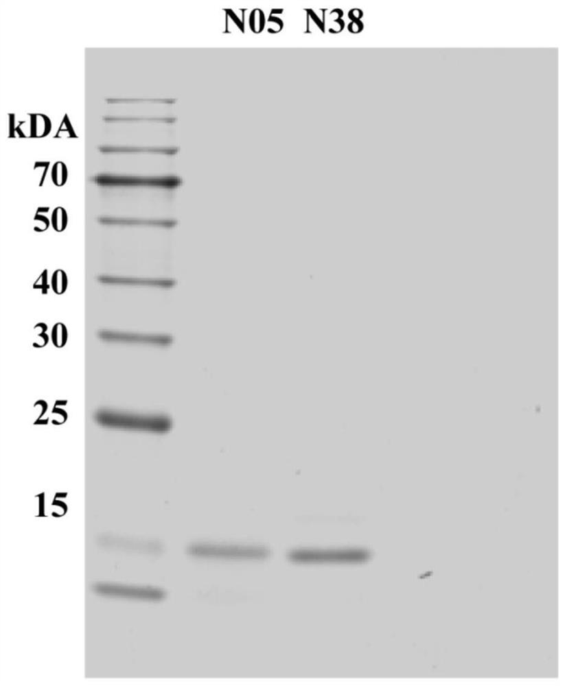 Shark single-domain antibody targeting new coronavirus N protein as well as preparation method and application of shark single-domain antibody