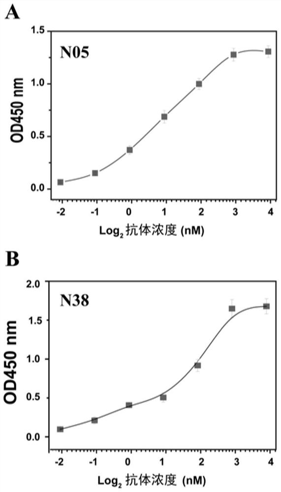 Shark single-domain antibody targeting new coronavirus N protein as well as preparation method and application of shark single-domain antibody