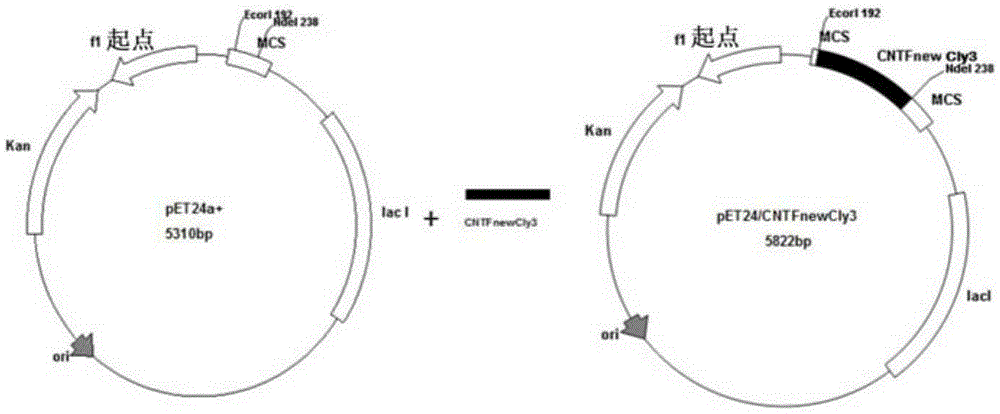 Ciliary neurotrophic factor mutant, modified ciliary neurotrophic factor mutant, and applications of ciliary neurotrophic factor mutant and modified ciliary neurotrophic factor mutant