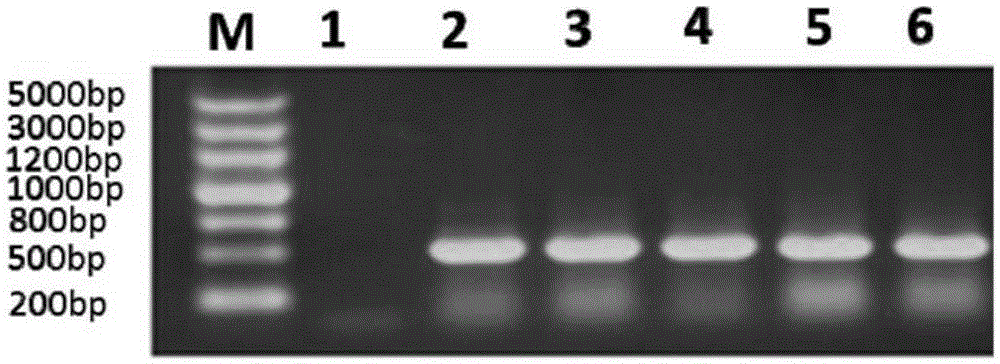 Ciliary neurotrophic factor mutant, modified ciliary neurotrophic factor mutant, and applications of ciliary neurotrophic factor mutant and modified ciliary neurotrophic factor mutant