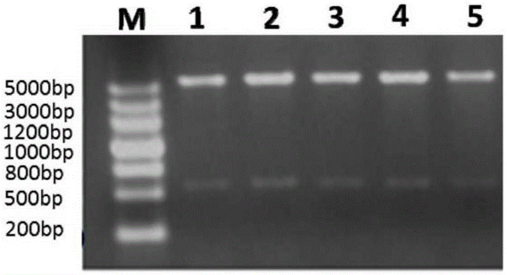 Ciliary neurotrophic factor mutant, modified ciliary neurotrophic factor mutant, and applications of ciliary neurotrophic factor mutant and modified ciliary neurotrophic factor mutant