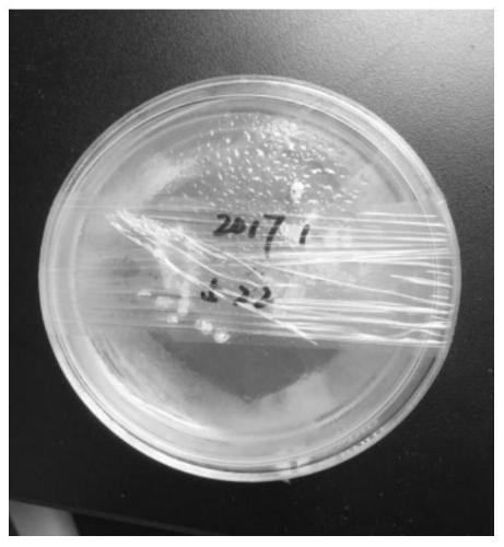 Zygosaccharomyces rouxii strain, rose fermentation solution containing strain and application