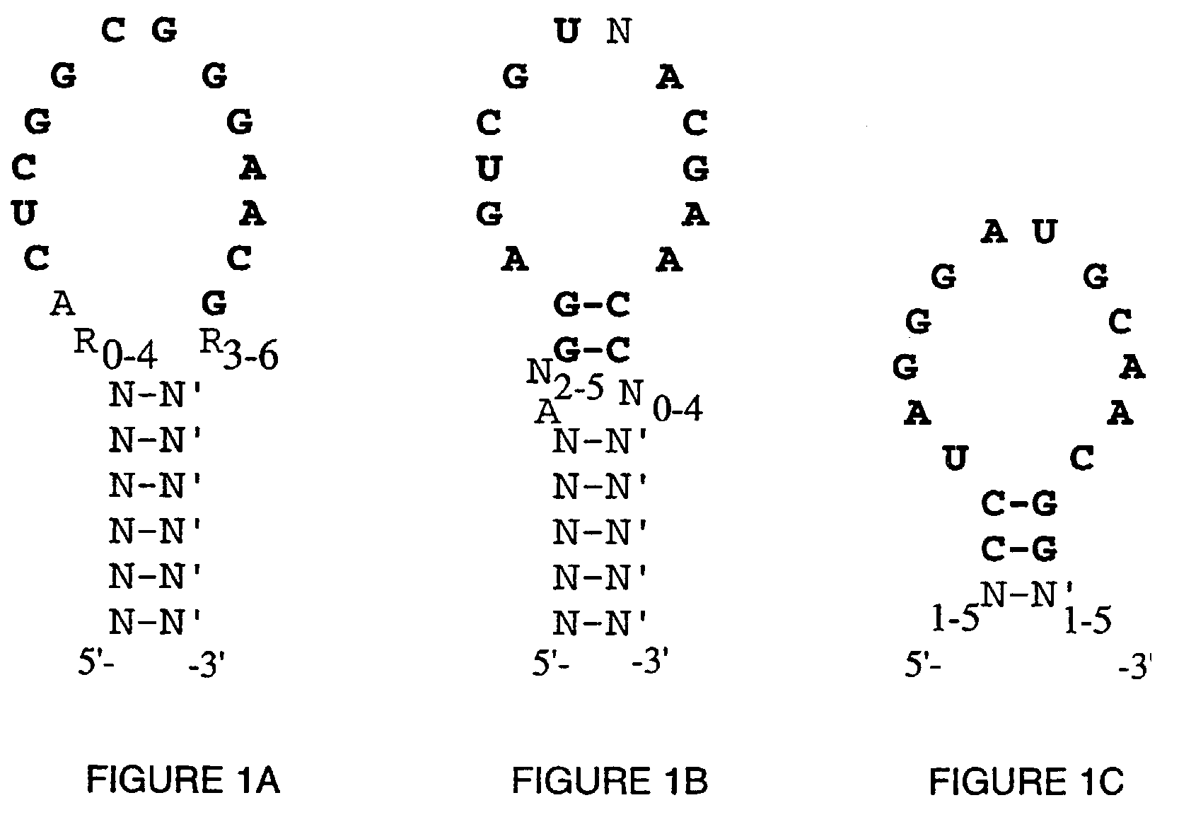 High affinity nucleic acid ligands to lectins