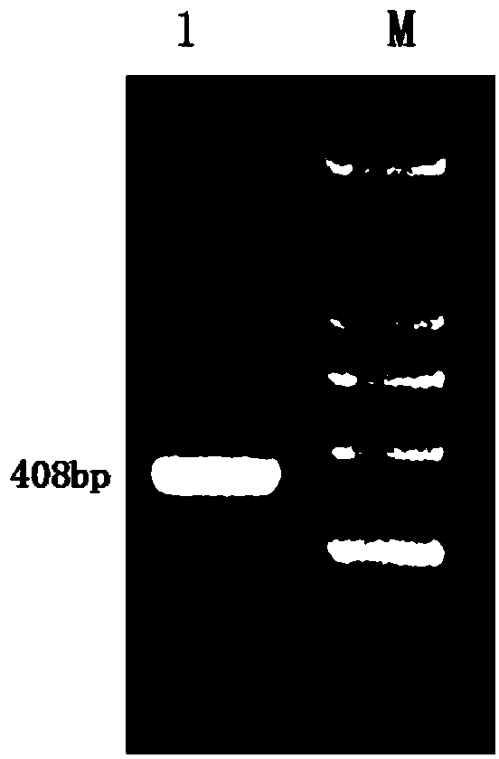 Populus deltoids*populus nigra basic-domain leucine-zipper (PdbZIP) gene and application thereof