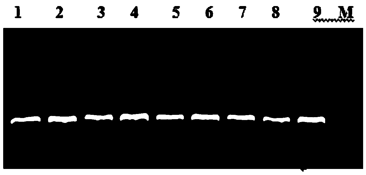 Populus deltoids*populus nigra basic-domain leucine-zipper (PdbZIP) gene and application thereof