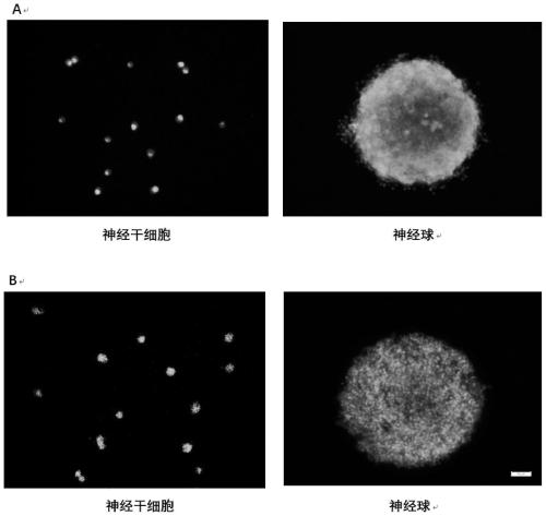 Application of blue light in affecting the proliferation and differentiation of neural stem cells