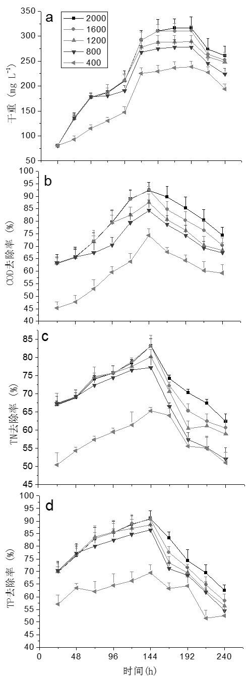 Artificial light source adjusting method utilizing chlorella to purify pig manure waste water