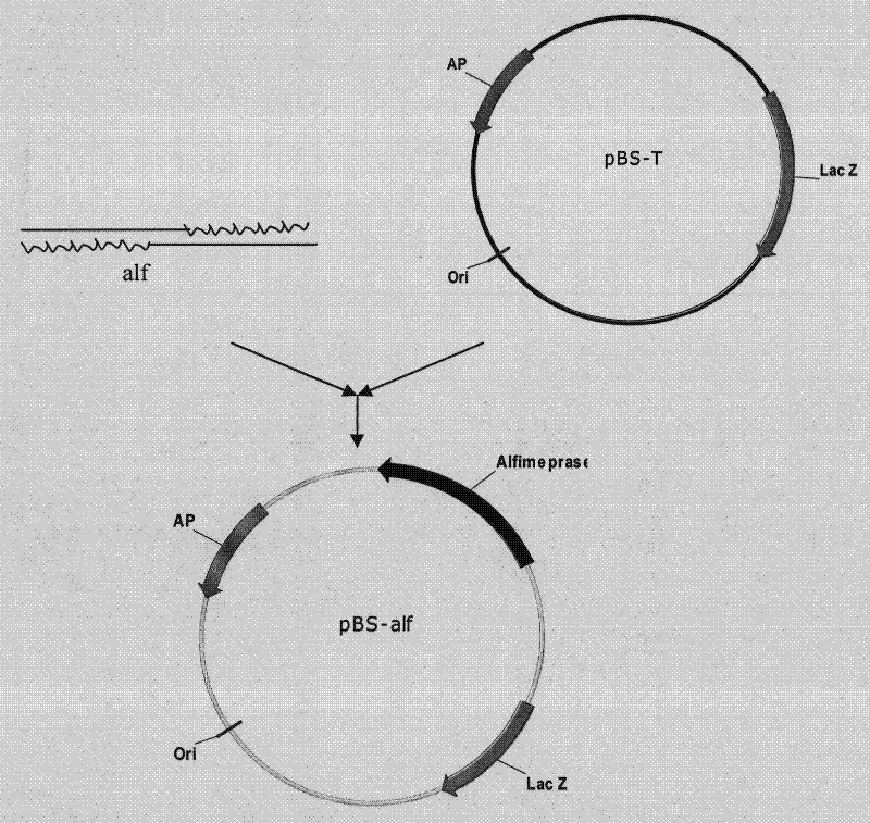 Mutant venin fibrinolytic enzyme gene and preparation method thereof