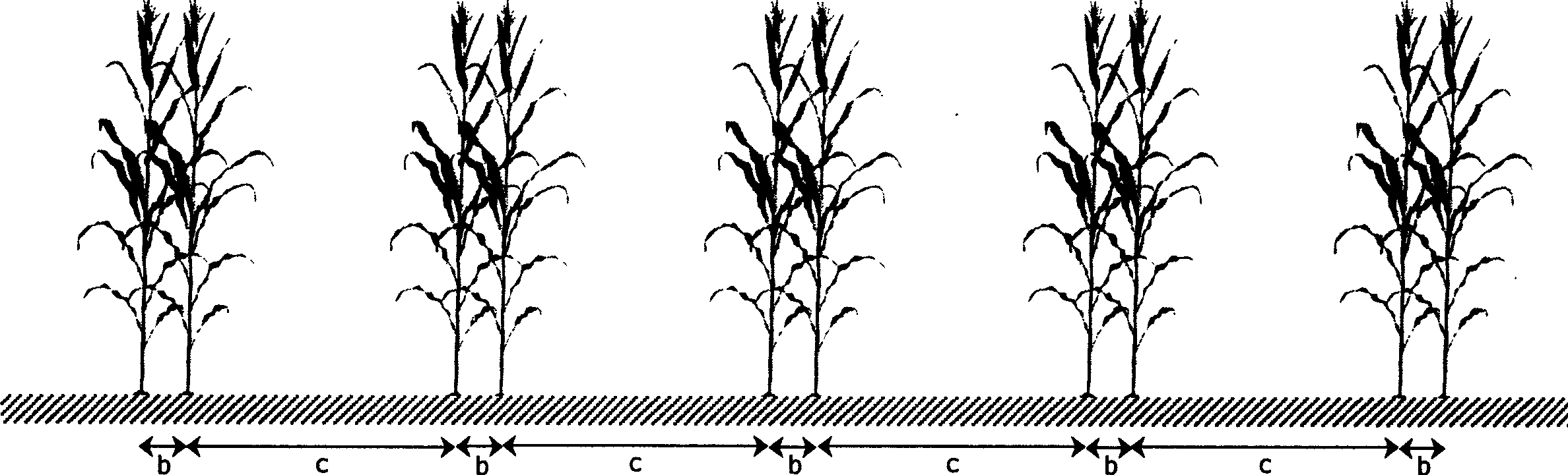 Ridge direction changing and ridge distance enlarging method for cultivating corn