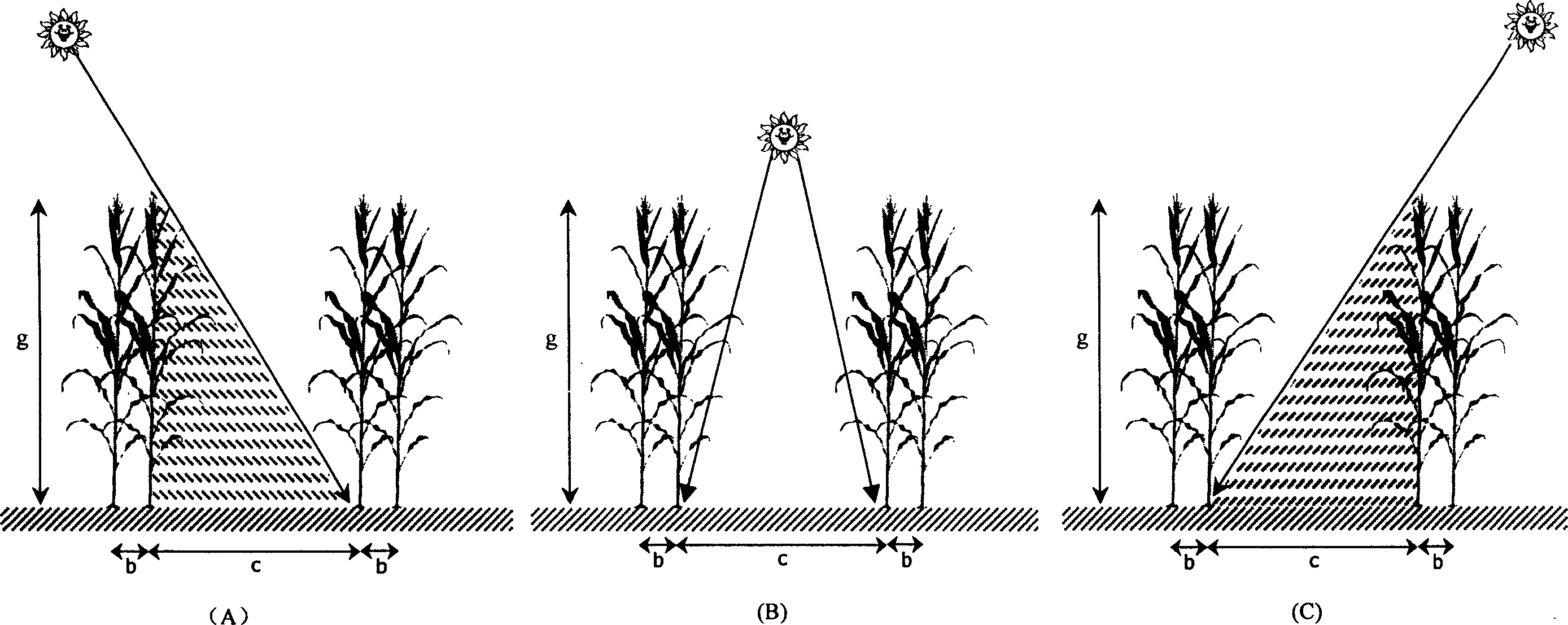 Ridge direction changing and ridge distance enlarging method for cultivating corn