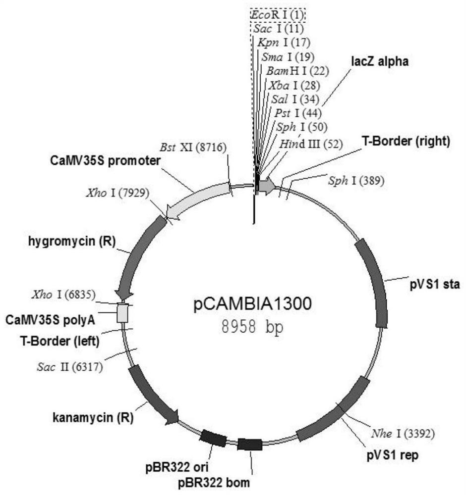 Cultivation method of glyphosate-resistant transgenic Glycine max(L.).Merr