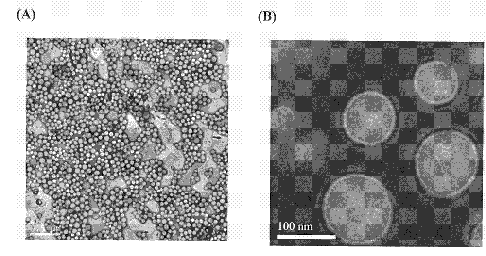 Preparation method and application of nanometer particles of taxane drugs