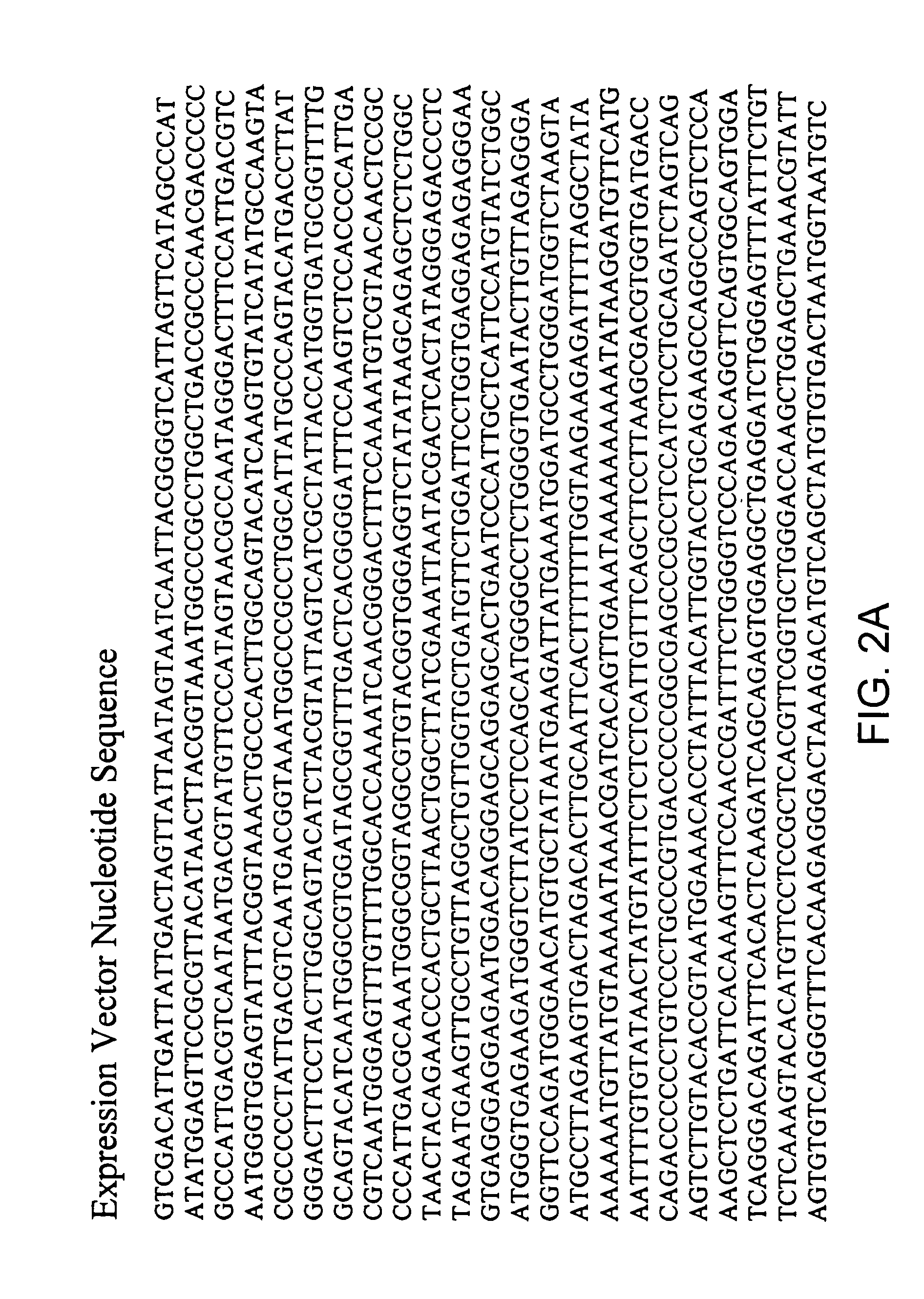 Immunocytokine sequences and uses thereof